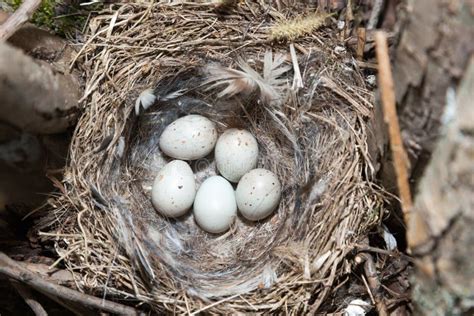 Nest of European Greenfinch (Carduelis Chloris) Stock Image - Image of ...