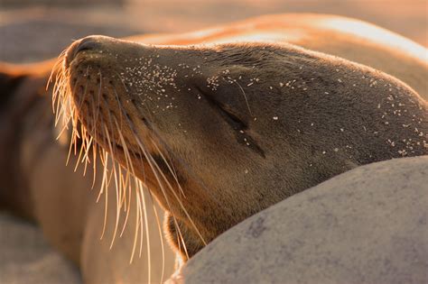 Galapagos Ecotourism and Responsible Travel: The Blog: Swimming with Sea Lions