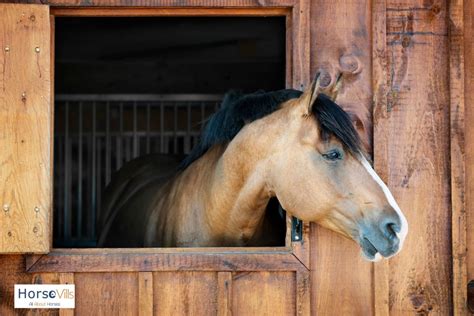 HORSE Care 101: Proven Tips for Handling and Loving Them