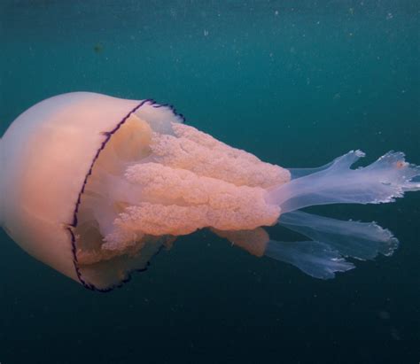 Barrel jellyfish - did you know?