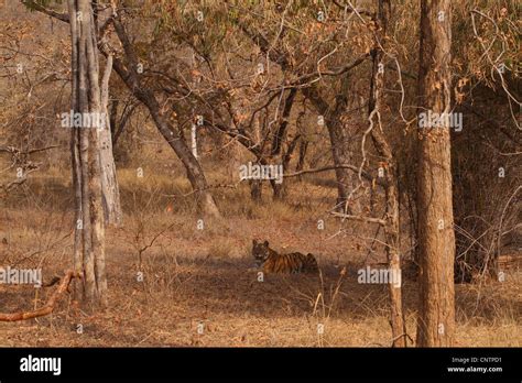 Royal Bengal Tiger in Dry Deciduous Habitat Stock Photo - Alamy