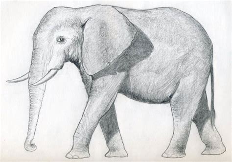 bij deze tekening van een olifant zie je goed de arcering en waar je ...