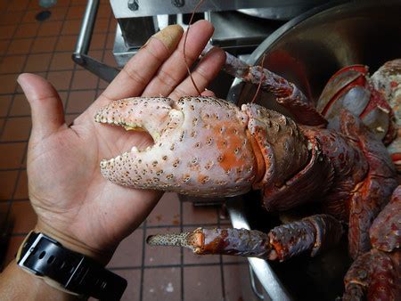 El cangrejo de los cocoteros es el mayor del mundo y está delicioso