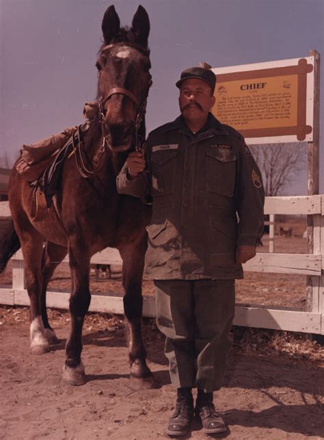 Chief, The Last U.S. Cavalry Horse - Nebraska State Historical Society