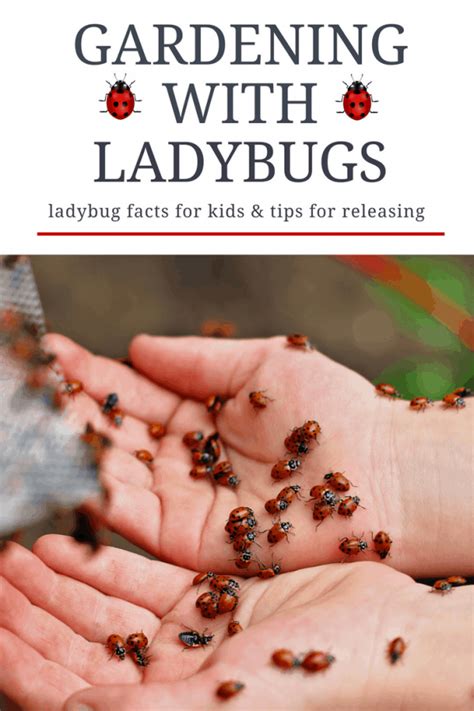 Tips for Gardening with Ladybugs and Releasing them with Kids