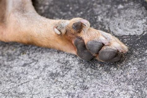 Dew Claws on Dogs – Keep Them or Cut Them?