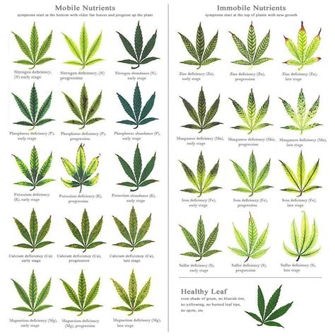 Helpful charts for making cannabis nutrient deficiency diagnoses - THCFarmer