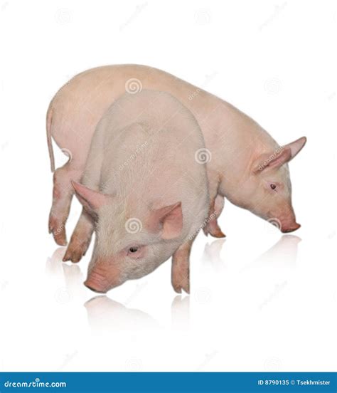 Two pigs stock image. Image of animals, agriculture, farm - 8790135