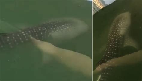 An Endangered Whale Shark Was Spotted In Dubai Marina This Morning