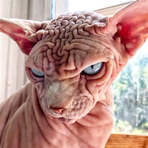 Albino Sphynx Cat | newyorkcaterryus