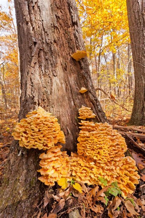 Sulfur-shelf Mushroom Laetiporus Sulphureus Bull. Murrill on a Tree Trunk Stock Photo - Image of ...