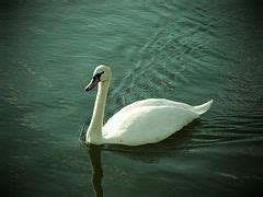 Category:Animals in the Gardens of Nymphenburg Palace - Wikimedia Commons