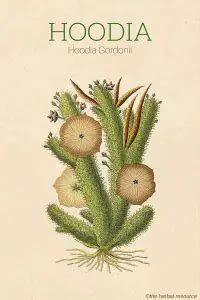 Hoodia Gordonii - Benefits and Side Effects