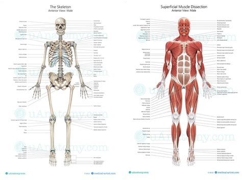Human Skeleton Anatomy Chart | Human Anatomy Poster - Skeleton