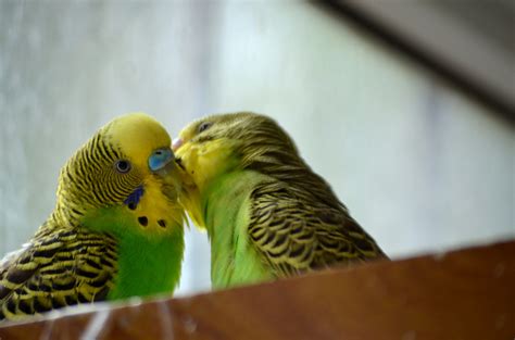 Kissing Parakeets Free Stock Photo - Public Domain Pictures