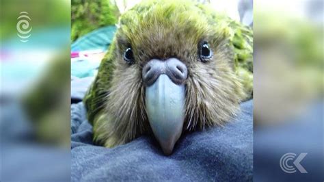 Kakapo breeding season off to a great start: RNZ Checkpoint - YouTube