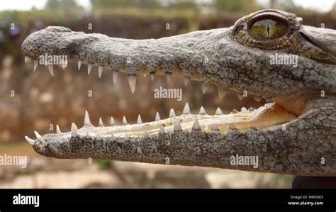 Crocodile teeth closeup hi-res stock photography and images - Alamy