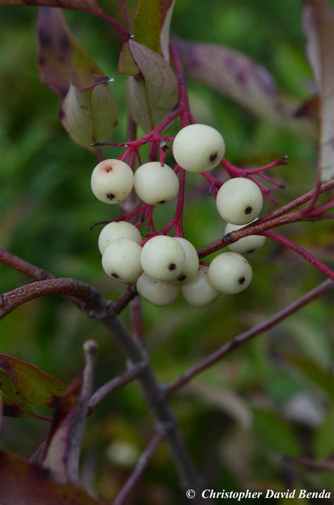 Cornus racemosa | Illinois Botanizer