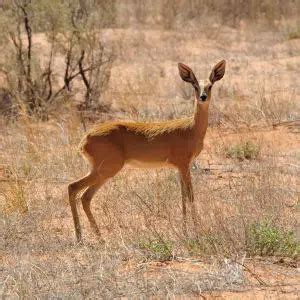 Steenbok - Facts, Diet, Habitat & Pictures on Animalia.bio