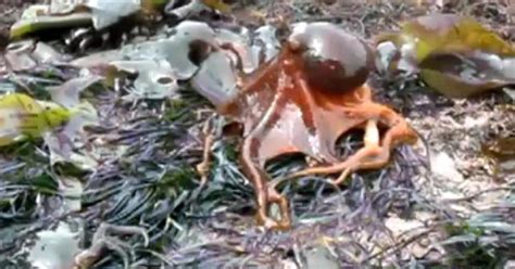 Octopus walks on land - CBS News