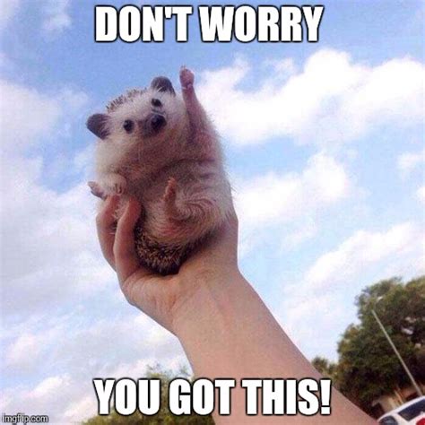 Motivational Hedgehog is Motivational - Imgflip