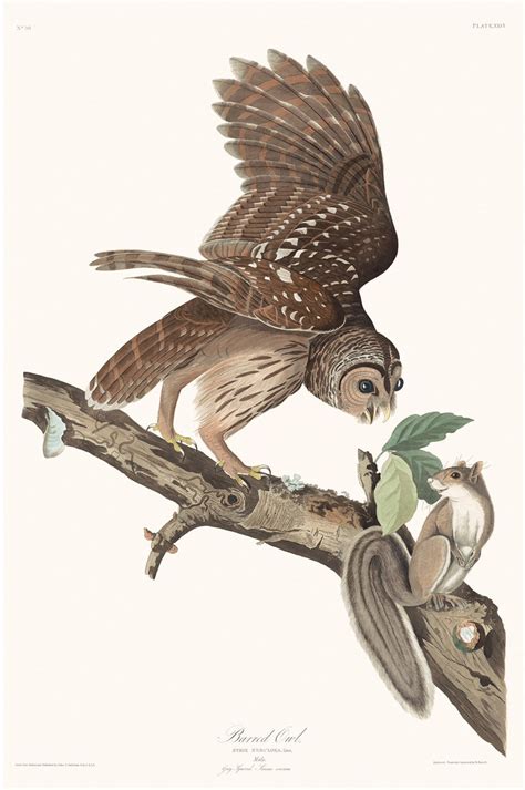 Barred Owl – Princeton Audubon Prints