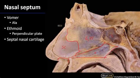 Nasal Septum Anatomy