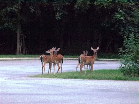 North Carolina Hikes: North Carolina Wildlife Pictures