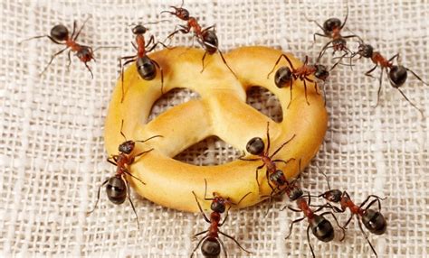 How to Keep an Ant-Free Kitchen - Healthy Home Termite and Pest Control