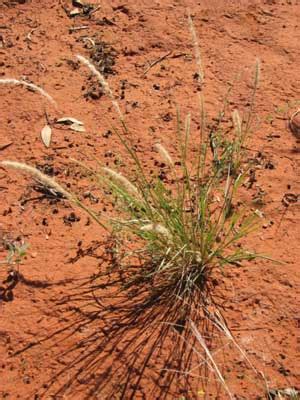 Purple plume grass - Alice Springs Desert Park