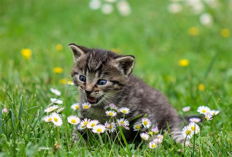 Free photo: Kitty, Cat, Kid Cat, Domestic Cat - Free Image on Pixabay - 2948404