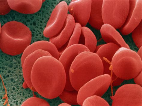 Human Red Blood Cells