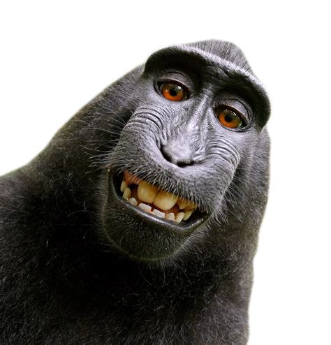 Monkey PNG