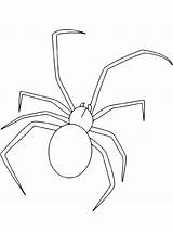 Colorare Ragno Beinen Tiere Insekt Langen Ragni Spiders Ausmalbilder  sketch template
