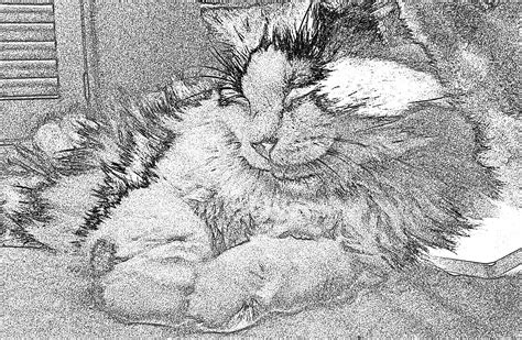 Reclining Cat Sketch Free Stock Photo - Public Domain Pictures