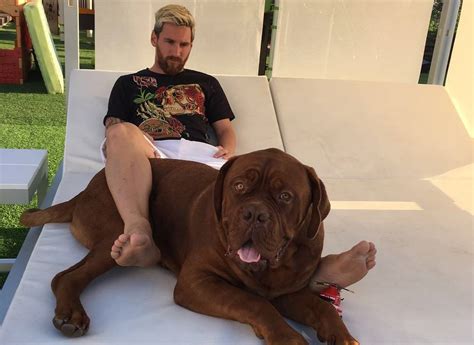 ¿Dónde está Hulk, el perro gigante, mascota de Lionel Messi? - El Comercio