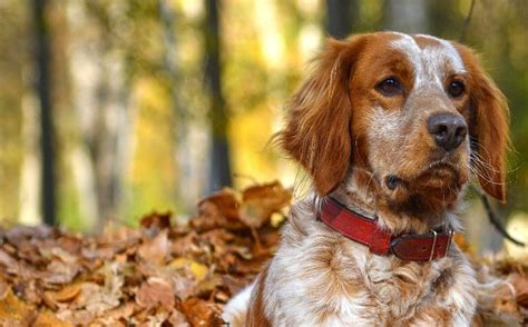 Brittany Spaniel Tricolor Puppy