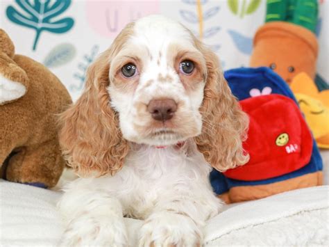 Cocker Spaniel-DOG-Female-Bf & Wh-3662452-Animal Kingdom | Puppies N Love