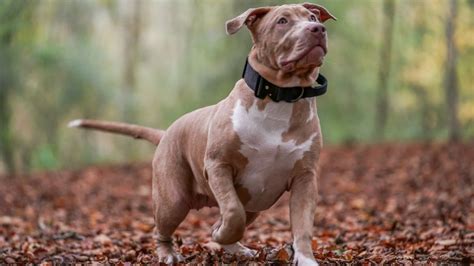 Dogs Trust will no longer rehome XL bully dogs following attacks - BBC News