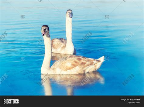 Pair Swans Swimming On Image & Photo (Free Trial) | Bigstock