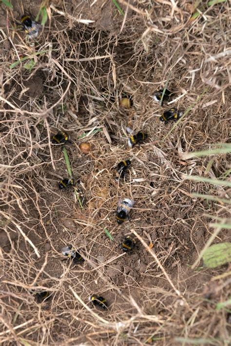 Carpenter Bees Nest In Ground