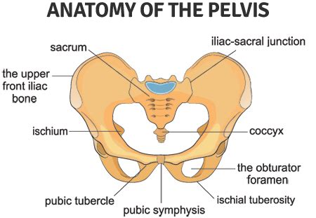 Symphysis Pubis Dysfunction (SPD) - Symptoms, Causes & Training Tips