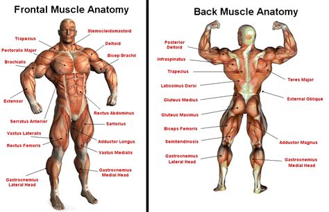 Health Therapy: Major Muscle Groups