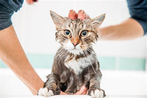 how to bathe cat with fleas