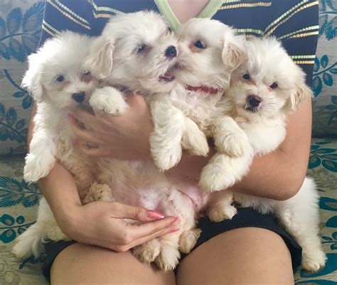 MALTESE PUPPIES FOR SALE - PetsForHomes