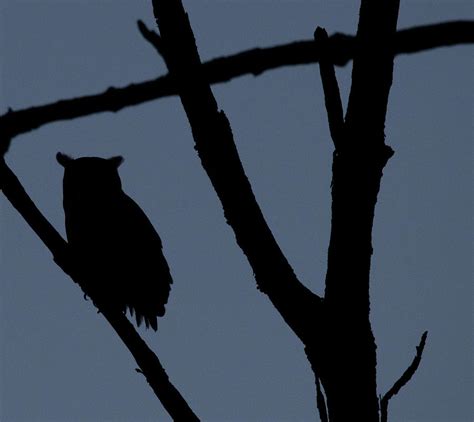 Great Horned Owl Silhouette Photograph by Scott Miller - Fine Art America