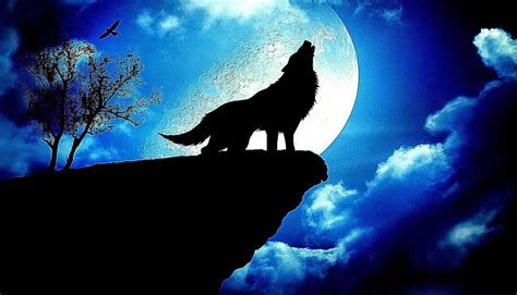 Blue Wolf Wallpapers - Wallpaper Cave