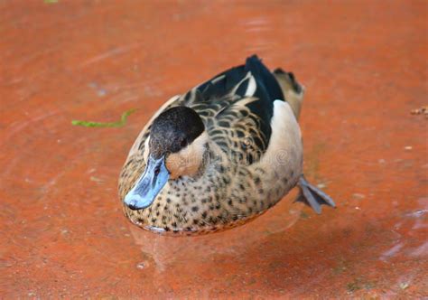 Hottentot Teal Duck Anas Hottentota Ducks Stock Photos - Free & Royalty-Free Stock Photos from ...