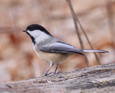 Black-capped Chickadee - the state bird of Massachusetts : r/birding