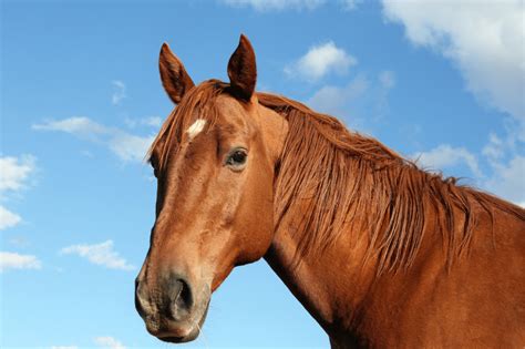 Is CBD ok for horses, and should you try it?